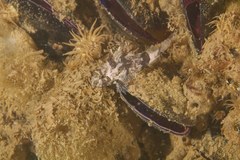 Centropogon australis