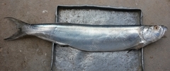 Whitefin Wolf-Herring photo 2