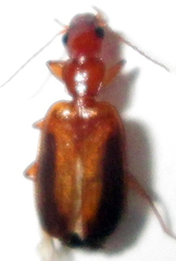 Xenitenus dilucidus