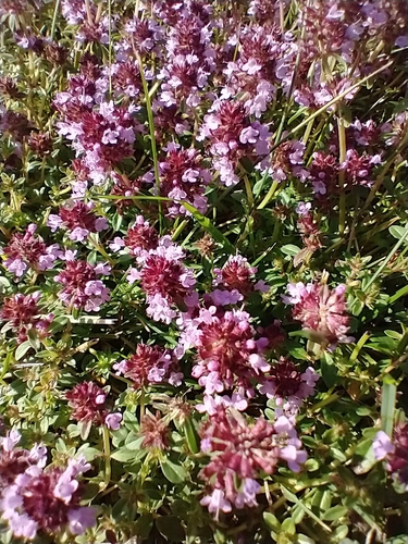 Thymus pulegioides