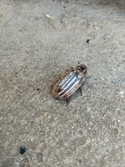 Anoxia australis