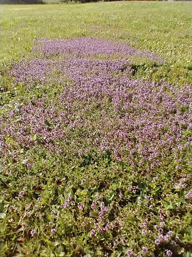 Thymus pulegioides