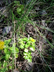 Phedimus kamtschaticus