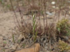 Festuca microstachys