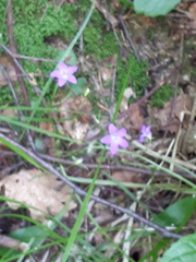 Campanula patula