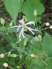 Silene flos-cuculi