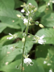 Circaea lutetiana