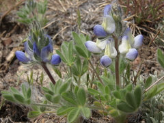Lupinus malacophyllus