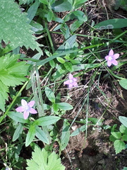 Campanula patula