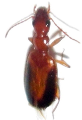 Xenitenus dilucidus