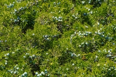 Juniperus sabina