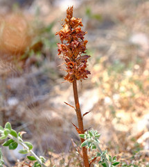 Orobanche gracilis