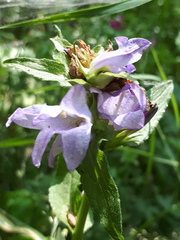 Campanula glomerata