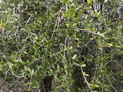 Pittosporaceae