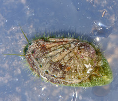 Haliotis tuberculata image