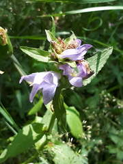 Campanula glomerata