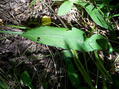 Campanula glomerata