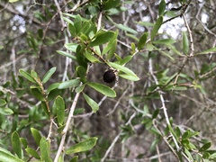 Pittosporaceae