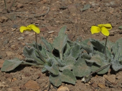 Viola purpurea aurea
