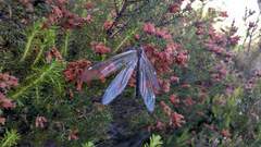 Myrmeleon formicarius