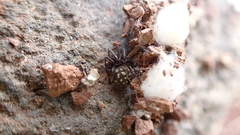 Steatoda incomposita
