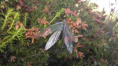 Myrmeleon formicarius