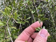 Pittosporaceae