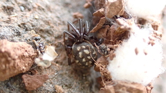 Steatoda incomposita