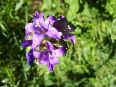 Campanula glomerata