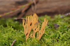Phaeoclavulina flaccida