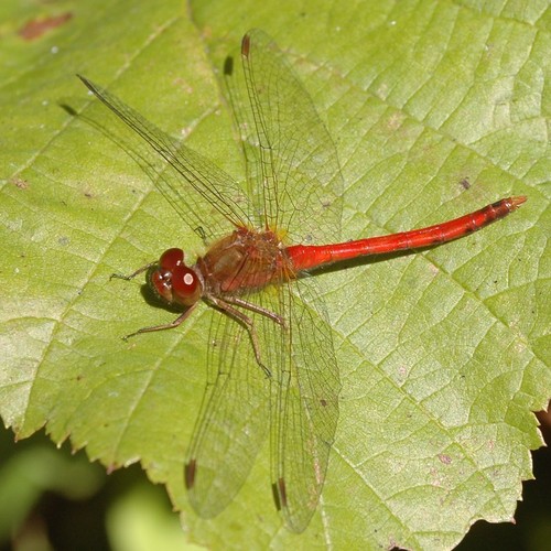 Autumn Meadowhawk, photo 8 of 9