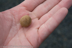 Elaphomyces muricatus