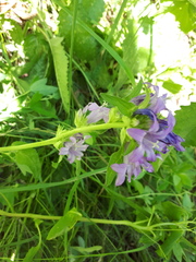 Campanula glomerata