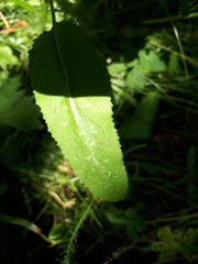 Campanula glomerata