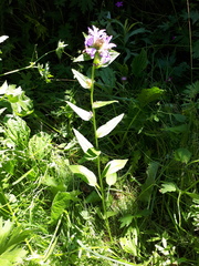 Campanula glomerata