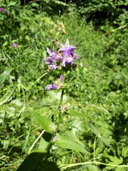 Campanula glomerata