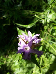 Campanula glomerata