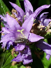 Campanula glomerata