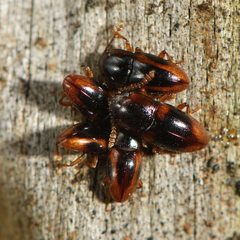 Cryptodacne synthetica