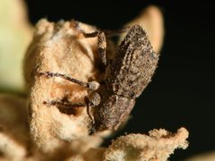 Chalepistes compressus