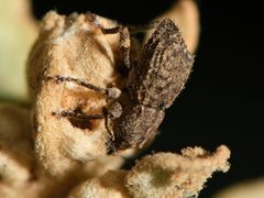 Chalepistes compressus