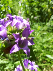 Campanula glomerata