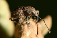 Chalepistes compressus