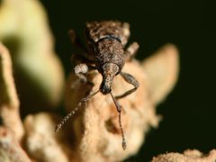 Chalepistes compressus