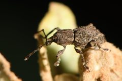 Chalepistes compressus