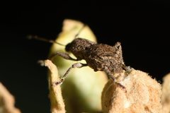 Chalepistes compressus