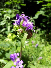 Campanula glomerata