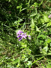 Campanula glomerata