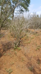 Trichonephila senegalensis