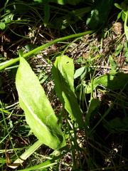 Campanula glomerata